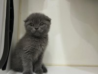 2 aylık scottish fold yavrumuza yuva arıyoruz