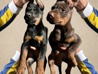 Doberman Köpekler