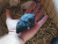 Beyaz ve Siyah 1 Aylık Suriye Hamster Yavruları