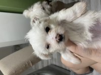 Maltese terrier 0 numara 53 günlük dişi yavru
