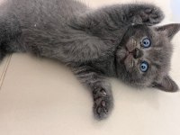British shorthair erkek
