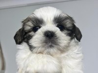 Safkan Shih -tzu Yavru köpekler