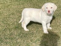 Safkan Labrador Retriever Yavruları