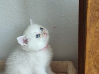 British shorthair yavru kediler