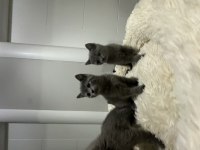 Scottish fold ve british shorthair