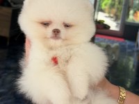 KUSURSUZ KARBEYAZ MAVİ GÖZLÜ POMERANİAN BOO