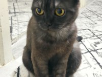 British Shorthair ve melez yavru