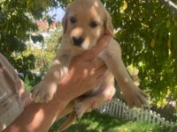 Kaliteli Golden Retriever Yavrular Teslime Hazır