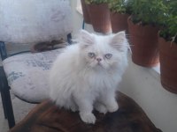 3 aylık dişi persian