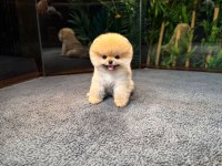 Safkan Oyuncu Kore Pomeranian Yavrularımız