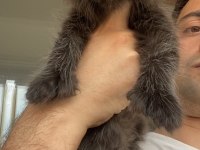 Polydactly 6x6x6x6 Erkek Maine Coon Yavru