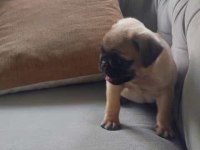 sevimli yavru pug