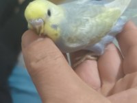 Yeni yeme düşen rainbow muhabbet kuşları yavrular