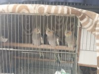 Sultan papağanı 3 aylık
