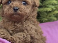 Toy Poodle Köpekler
