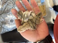 Gonzales hamster