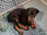 İsteğe Özel Estetikli A Kalite Doberman