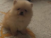 Sağlıklı Pomeranian Boo Yavrularımız
