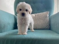 Maltese terrier yavrularımız