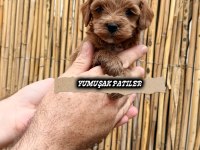Orijinal Toy Poodle