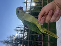 El Besleme Bebek İskender Papağanı