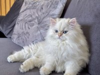 Saf kanlı british longhair yavru kedimiz