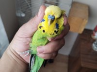 Muhabbet Kuşu Kaçıran Üzülür