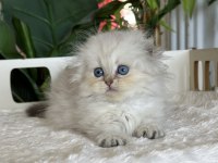 Cüce Kısa Bacaklı Büyümeyen Munchkin Safkan ve Secereli