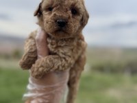 Türkiyenin en güzel core toy poodle bebekleri