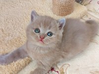 LİLAC ERKEK VE DİŞİ YAVRU KEDİLER