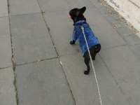 Erkek french buldog