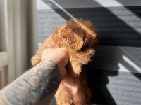 Toy poodle kore ayarında Maltipoo