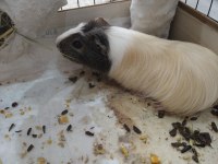 İsmi karamel ginepig