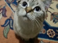 Dişi Kedi Ücretsiz