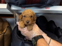Sağlık ve ırk garantili poodle yavrularımız