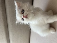 İran cinsi yavru kedilerime yuva arıyoruz