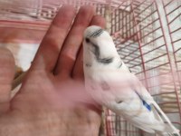 Acil satılık konuşan muhabbet kuşu
