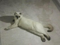 Çok uysal blue point british shorthair