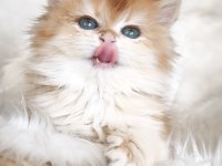 Show kalite dişi british longhair