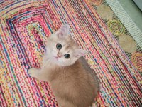 Yeşil gözlü blue golden dişi british shorthair