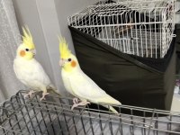 3 - 4 aylık bebek sultan papağanı