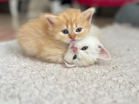 30 günlük british shorthair bebekler yeni yuvalarını arıyor