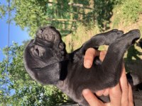 Dev panter siyah cane corso canavarlar