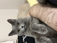 Ücretsiz sahiplendirilecektir 1 yaşında British Shorthair