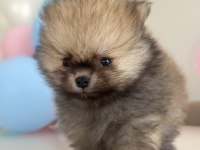 Show kalite pomeranian boo