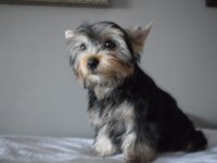 Yorkshire Terrier Yavrularımız
