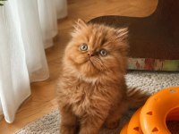 Yakışıklı British Longhair Cinnamon