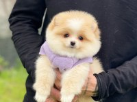 Pomeranian Teddy Face Yavru Köpekler