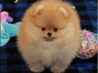 Pomeranian Yavrularımız Kg Garantili Teacup
