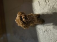 Teacup poodle kızımız